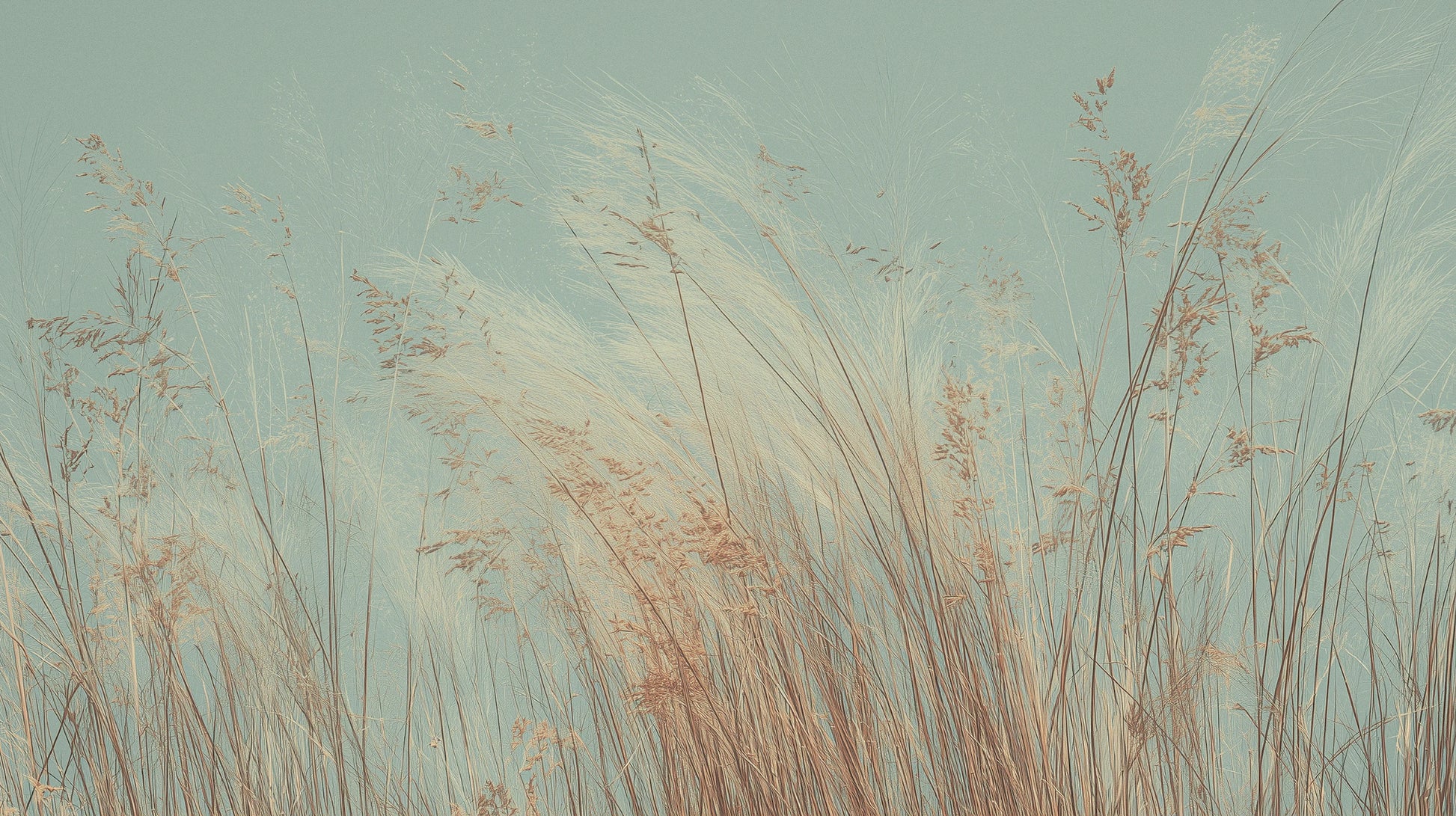 Prezentacja całego wzoru fototapety o nazwie SAGE WHISPERS - tapeta z delikatną trawą na błękitnym tle
